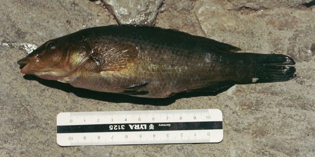 Labrus viridis Linnaeus, 1758